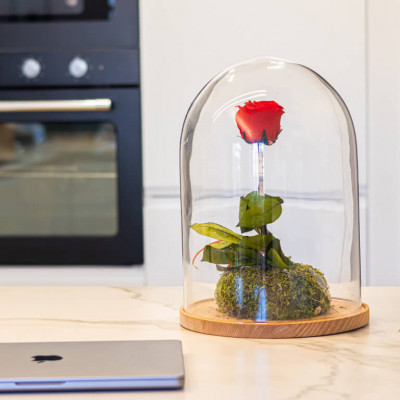 Comprar Cúpula de cristal con rosa liofilitzada en kokedama Barcelona