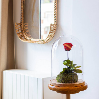 Comprar Cúpula de cristal con rosa liofilitzada en kokedama Barcelona
