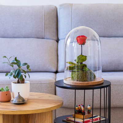 Comprar Cúpula de cristal con rosa liofilitzada en kokedama Barcelona