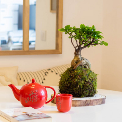 Comprar Kokedama ficus ginseng Barcelona