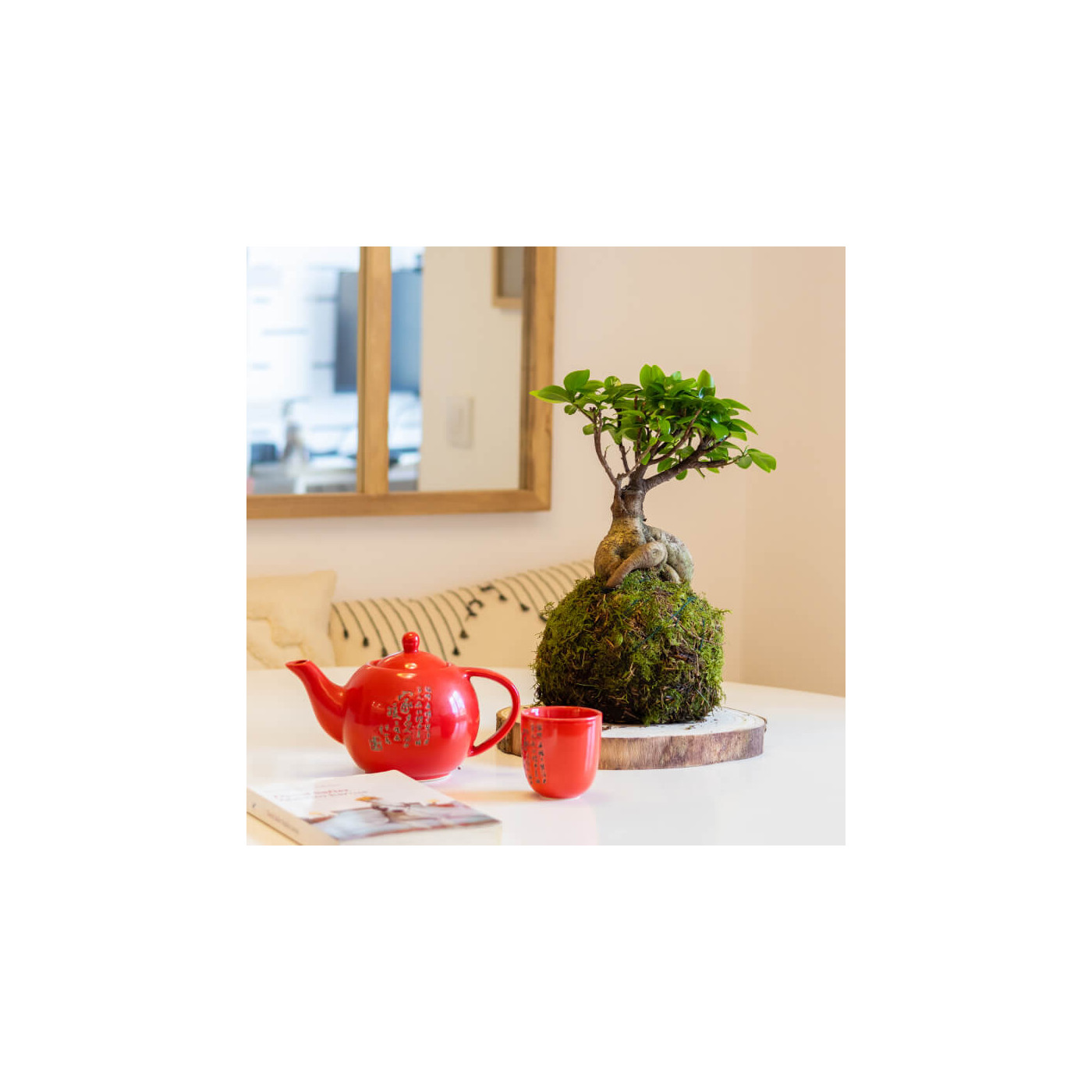 Comprar Kokedama ficus ginseng Barcelona