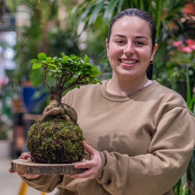 Comprar Kokedama ficus ginseng Barcelona