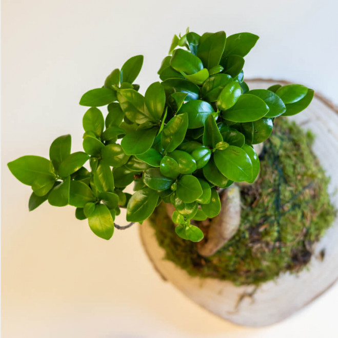 Comprar Kokedama ficus ginseng Barcelona Comprar Kokedama ficus ginseng Barcelona