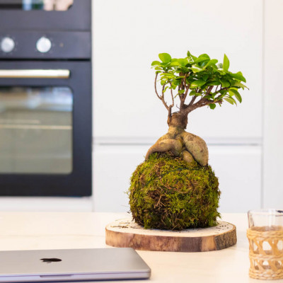 Comprar Kokedama ficus ginseng Barcelona