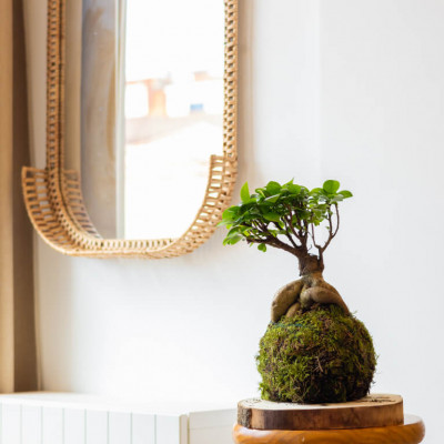 Comprar Kokedama ficus ginseng Barcelona