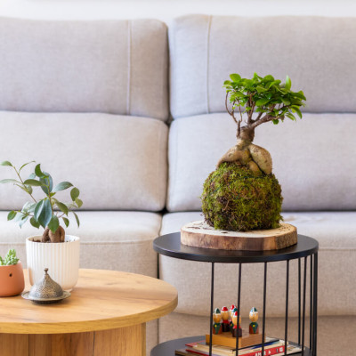 Comprar Kokedama ficus ginseng Barcelona