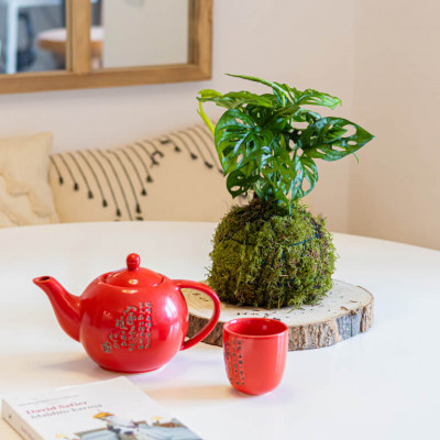 Comprar Kokedama Andsansonii Barcelona