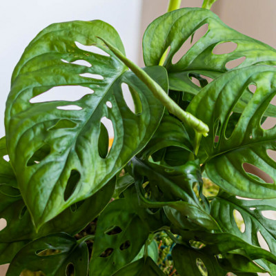 Comprar Kokedama Andsansonii Barcelona