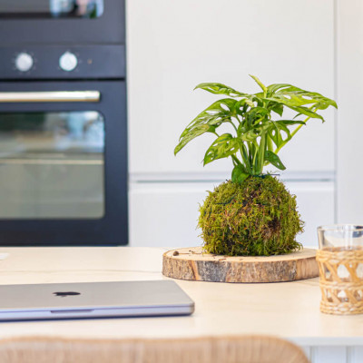 Comprar Kokedama Andsansonii Barcelona