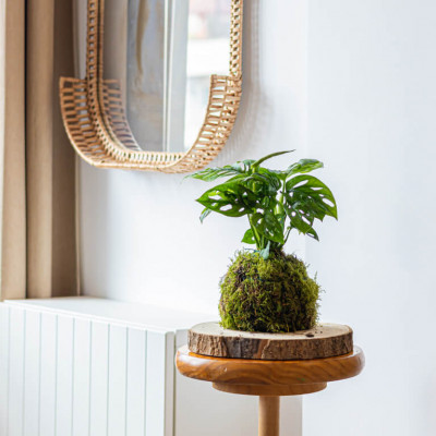 Comprar Kokedama Andsansonii Barcelona