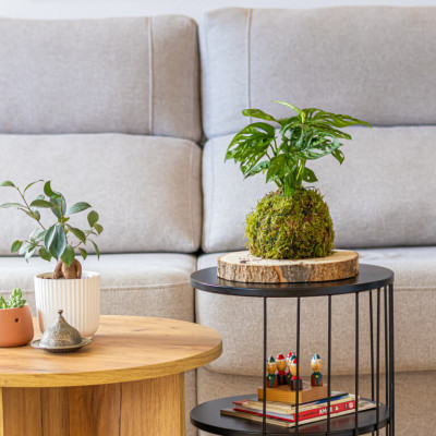 Comprar Kokedama Andsansonii Barcelona