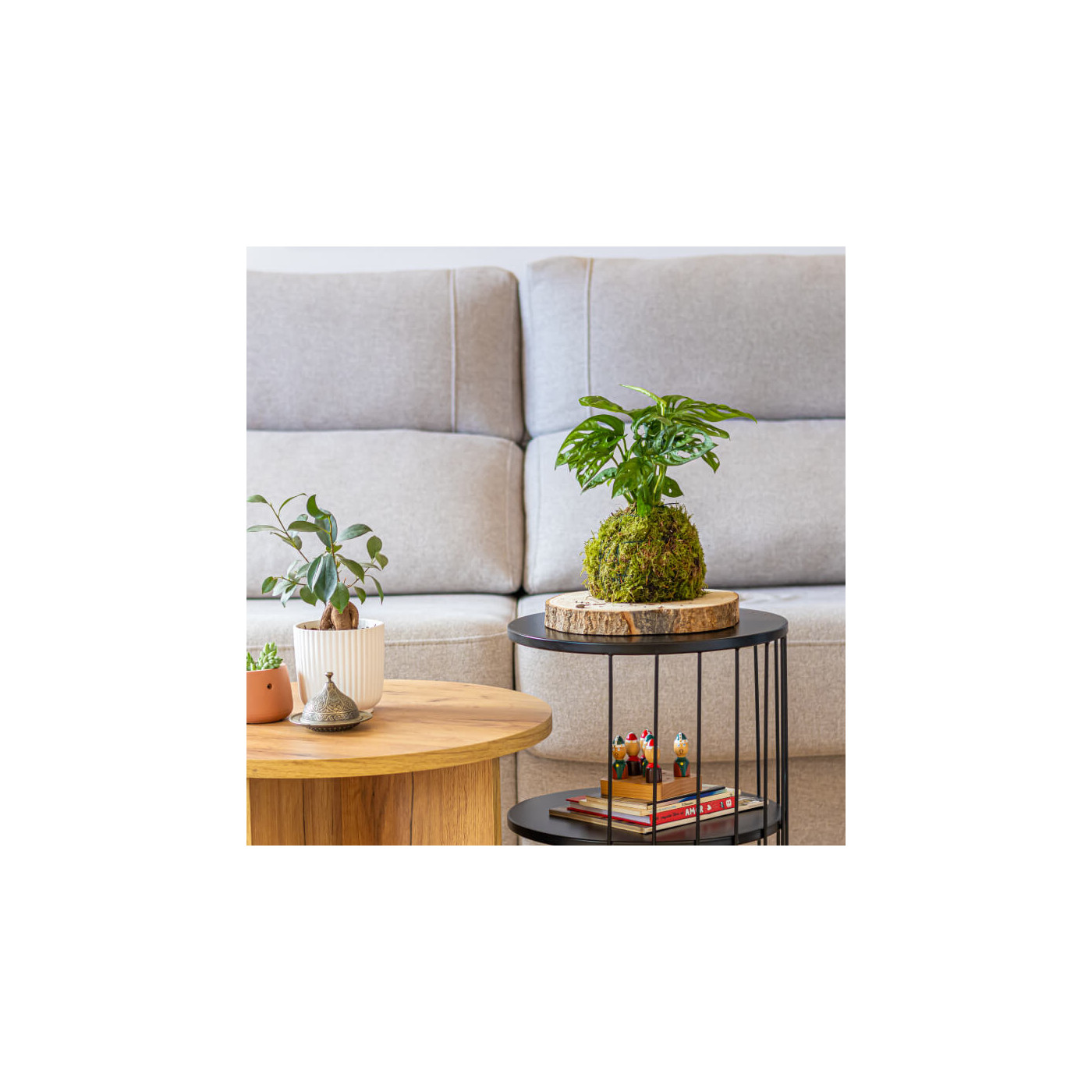 Comprar Kokedama Andsansonii Barcelona