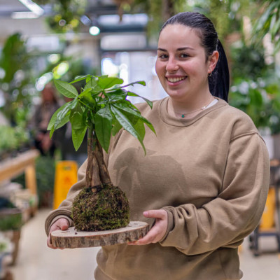 Comprar Kokedama pachira Barcelona