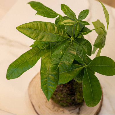 Comprar Kokedama pachira Barcelona