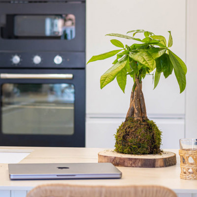 Comprar Kokedama pachira Barcelona