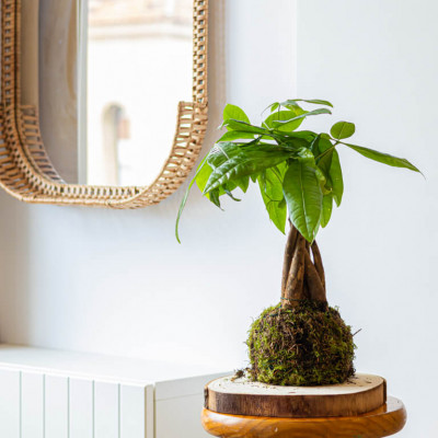 Comprar Kokedama pachira Barcelona