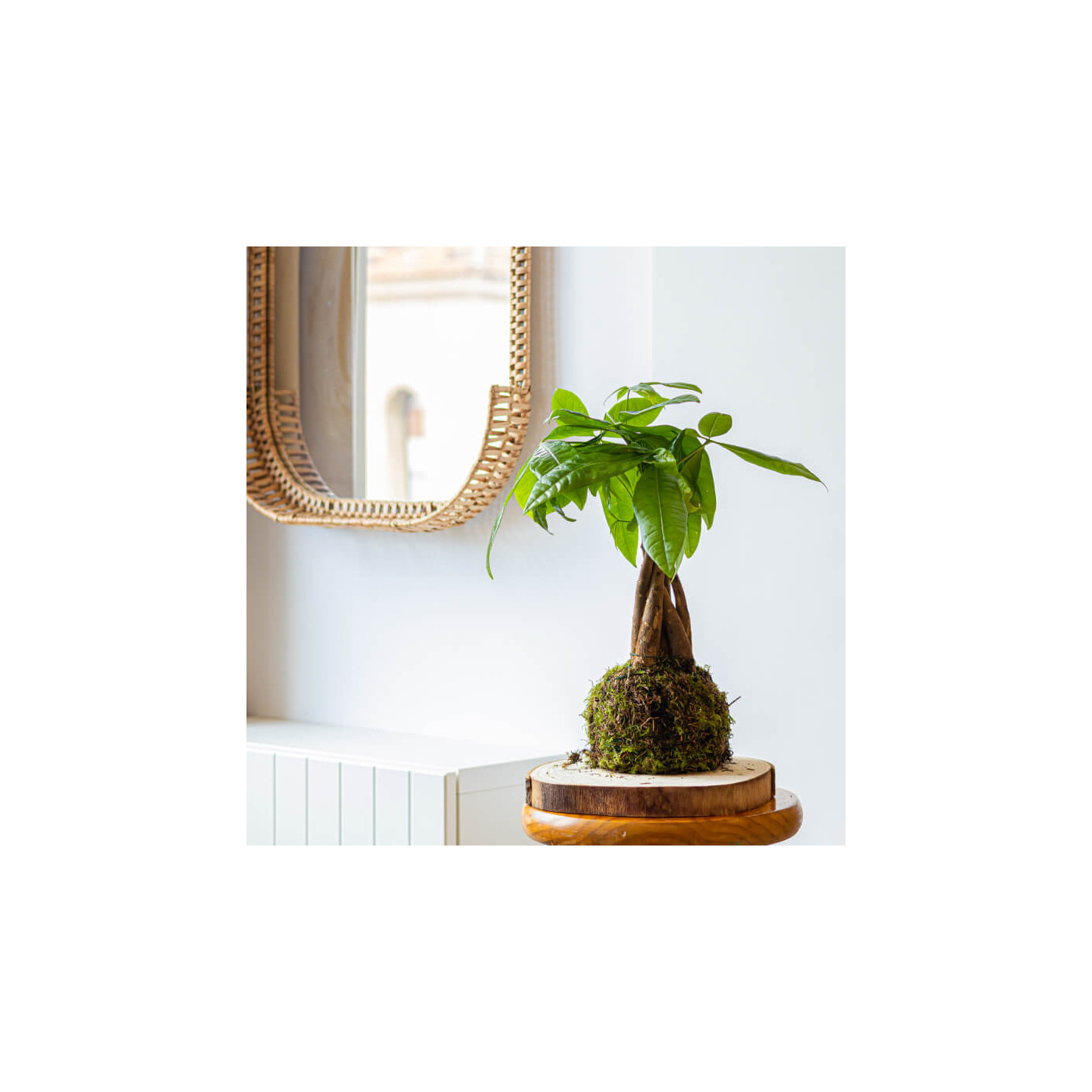 Comprar Kokedama pachira Barcelona