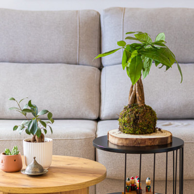 Comprar Kokedama pachira Barcelona