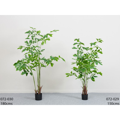 Comprar Caryota Barcelona
