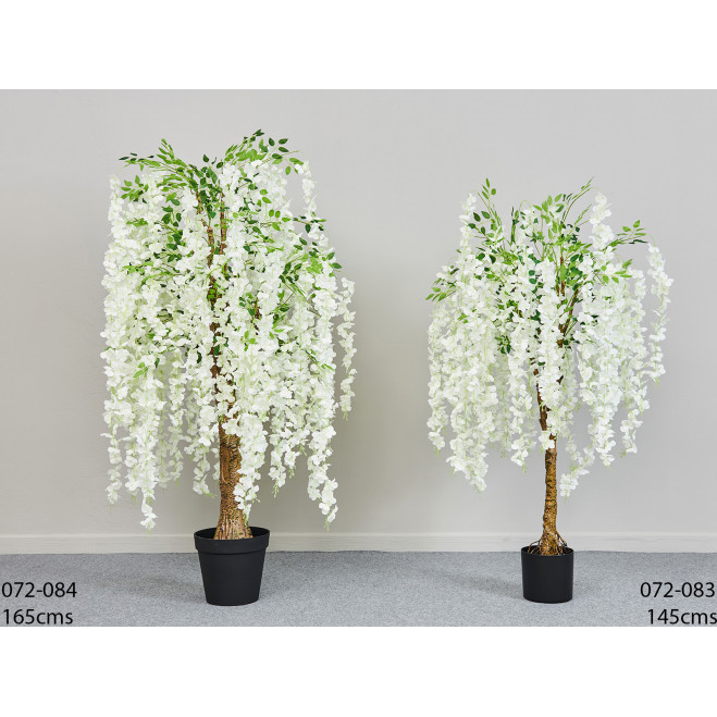 Comprar Glicinia Barcelona Comprar Glicinia Barcelona