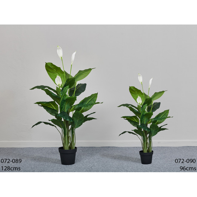 Comprar Spathiphyllum Barcelona Comprar Spathiphyllum Barcelona