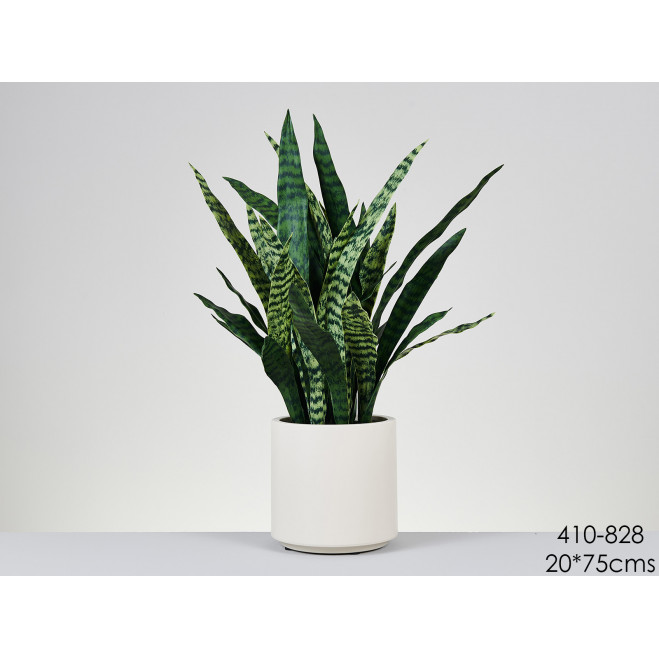 Comprar Sanseviera Barcelona Comprar Sanseviera Barcelona