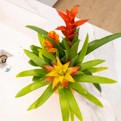 Comprar Composición de bromelias en cerámica Barcelona