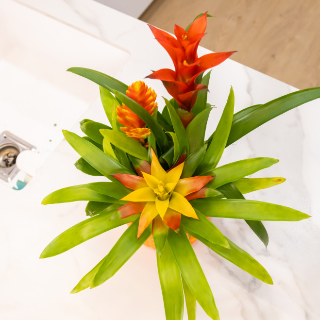 Comprar Composición de bromelias en cerámica Barcelona