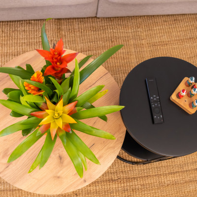 Comprar Composición de bromelias en cerámica Barcelona
