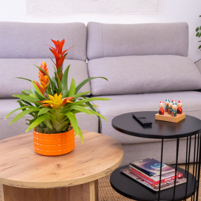 Comprar Composición de bromelias en cerámica Barcelona