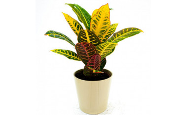 Plantas de Interior