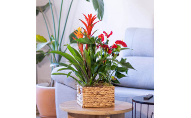 Grupos de plantas