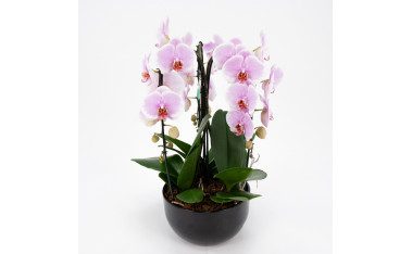 Orquídeas