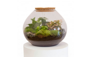 Terrarios de plantas