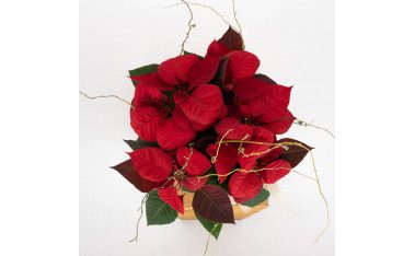 Flores de Pascua Poinsettias