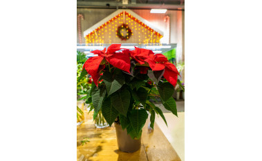 Flores y Plantas de Navidad