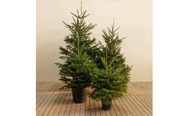 Árboles de Navidad Naturales