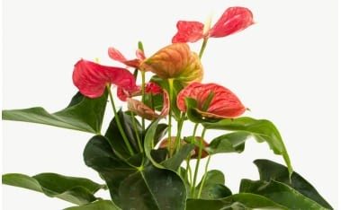 Plantes
