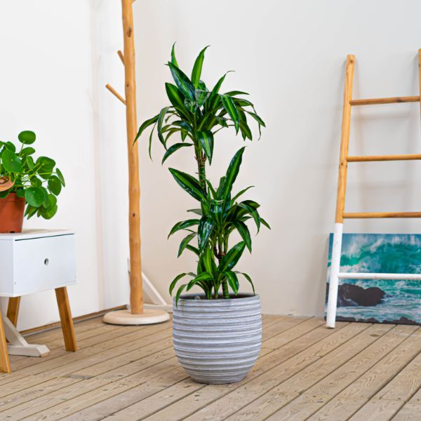 Dracaena con hoja dura Muy resisente