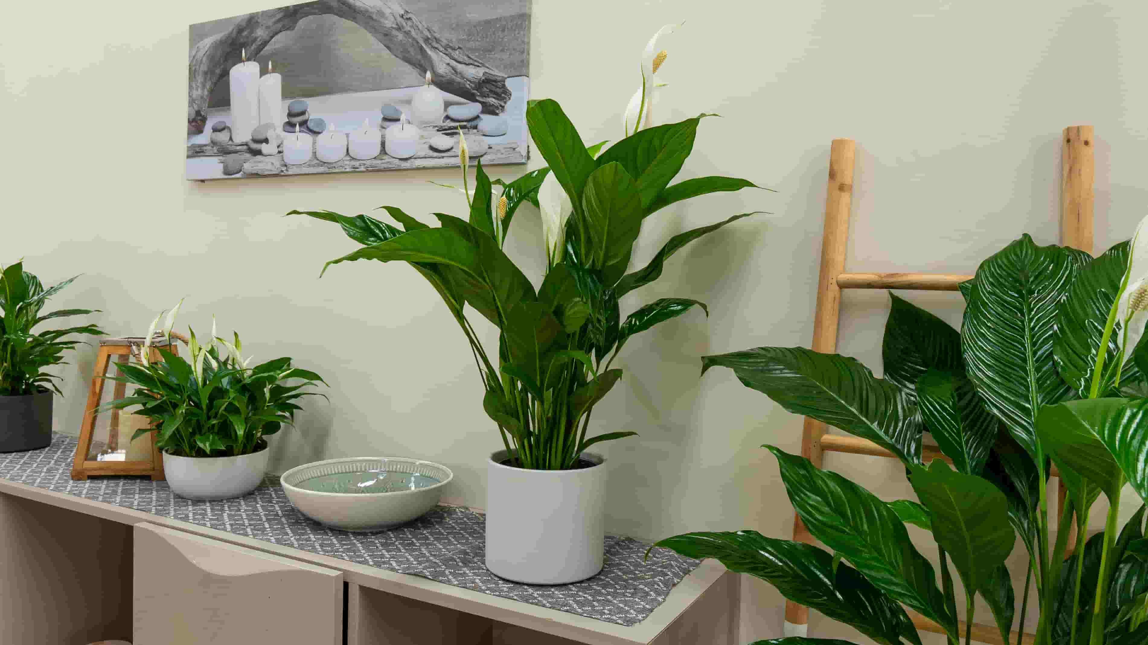 Interior faciles de cuidar Living mejores plantas