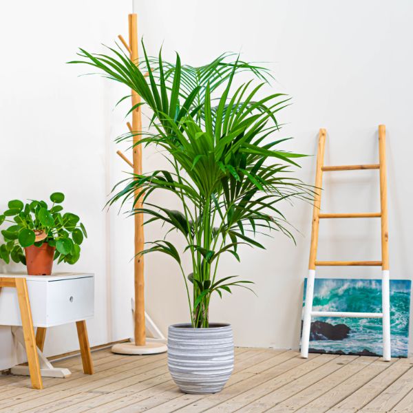 Kentia hoja fina Caracter tropical