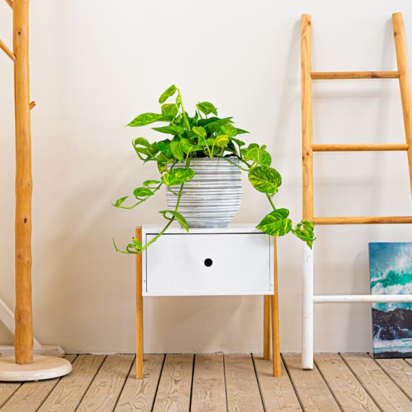 Pothos colgante Planta resistente