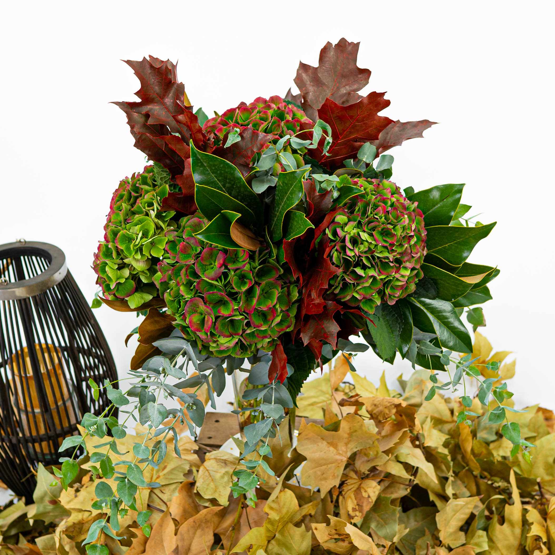hortensias de navidad hortensias navideñas