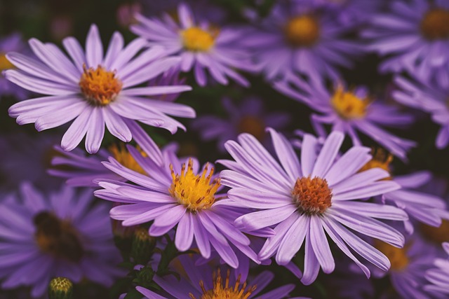 flor del mes septiembre aster