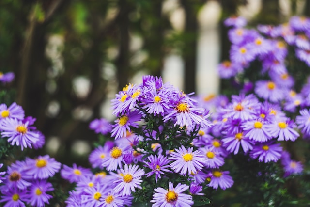 jardin con flores