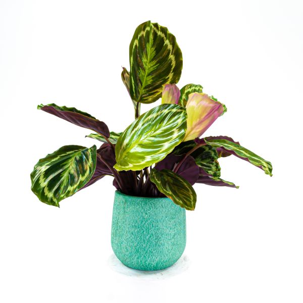 Hojas de Calathea