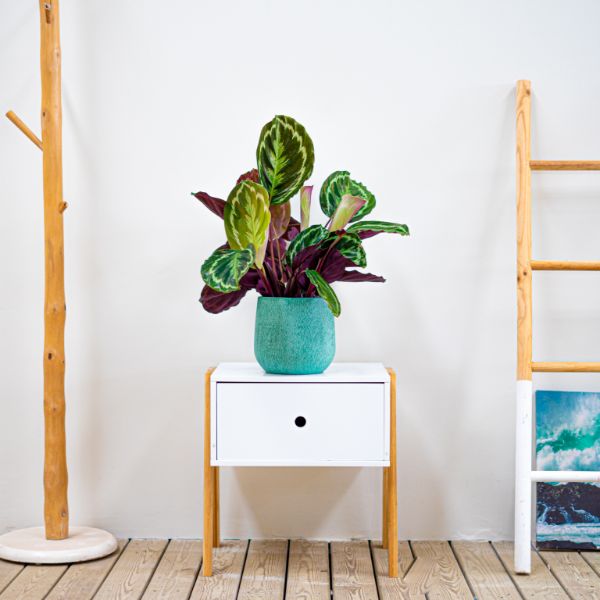calathea de poca aigua calathea