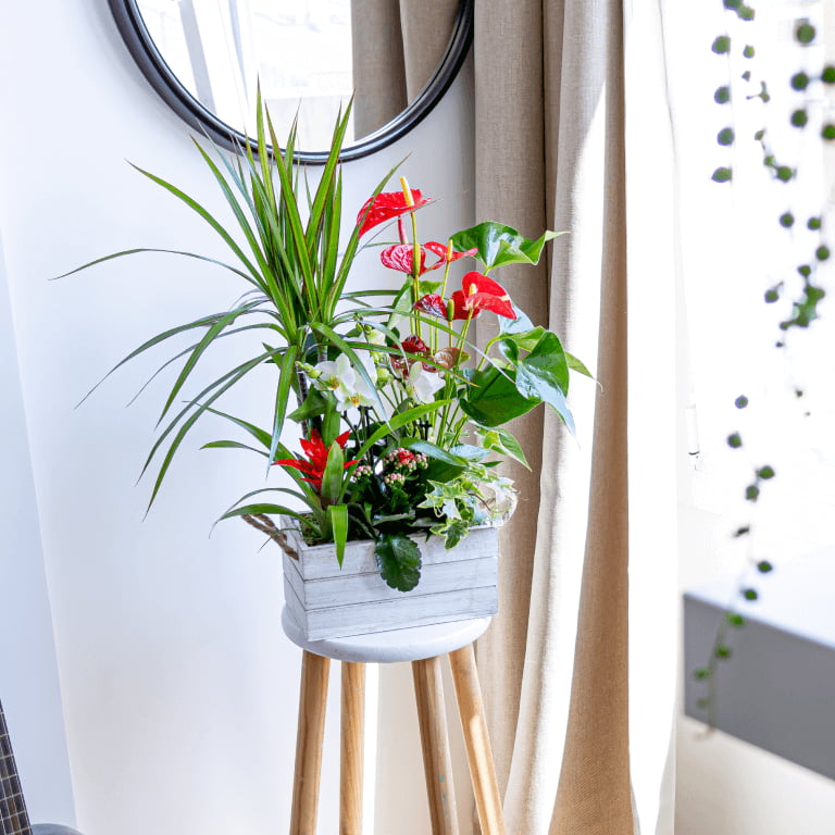 plantas per la mama Anturios per la mama