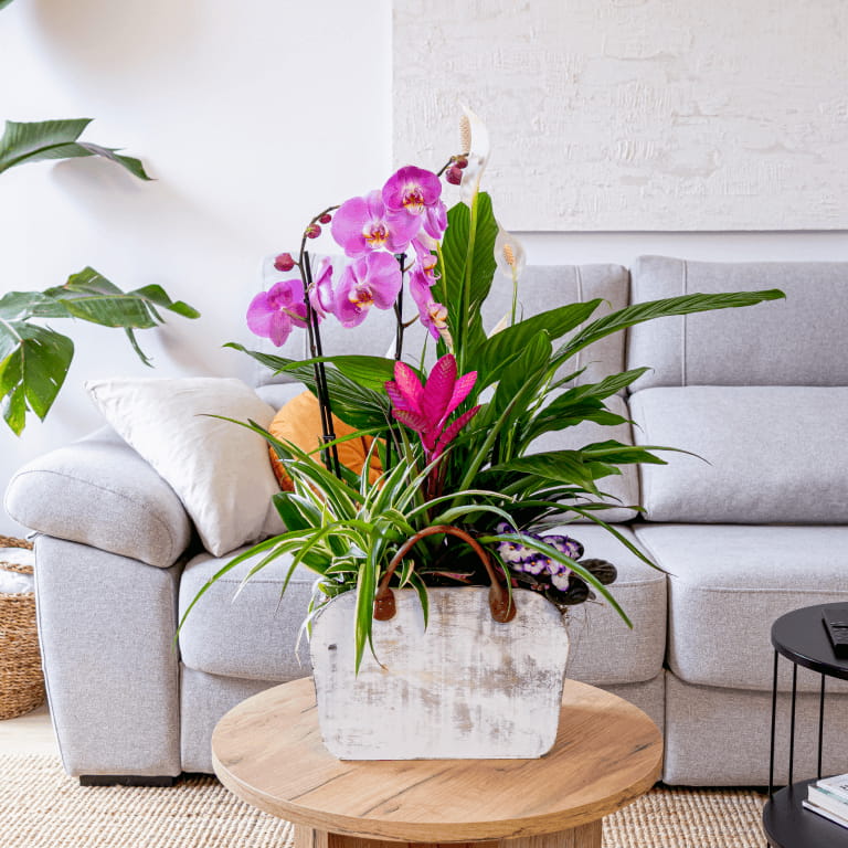 plantas en bolso de madera Bolso de madera plantes