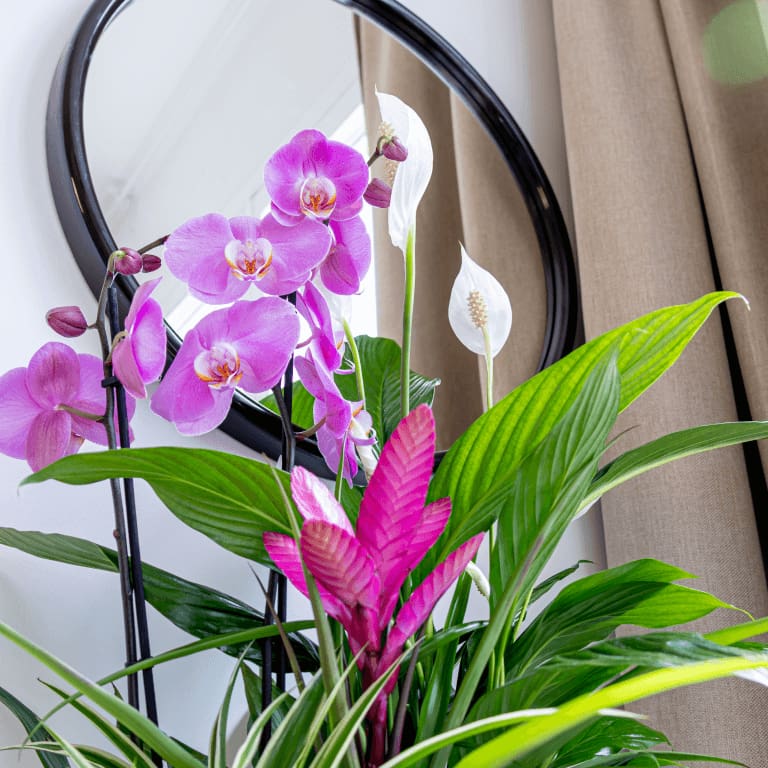 plantes y flors per la mama orquidea rose